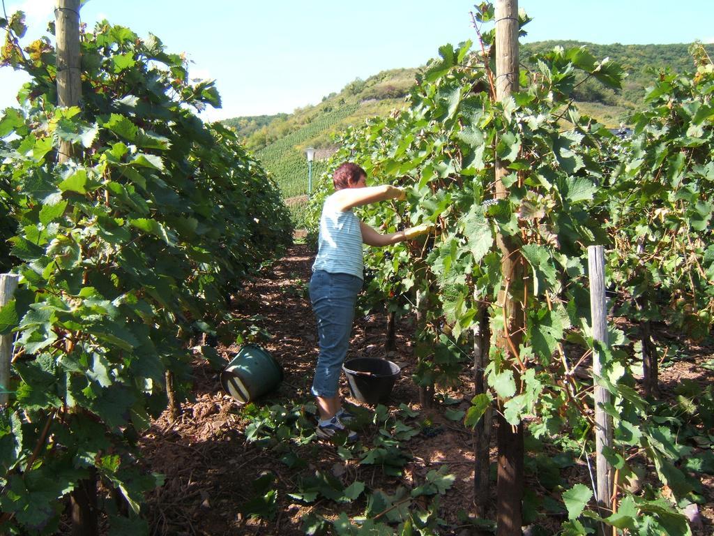 Wein- Und Gaestehaus St. Aldegundishof سانكت ديجيوند المظهر الخارجي الصورة